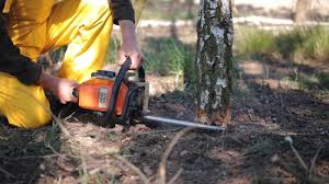 Leaf Removal in Farwell, TX
